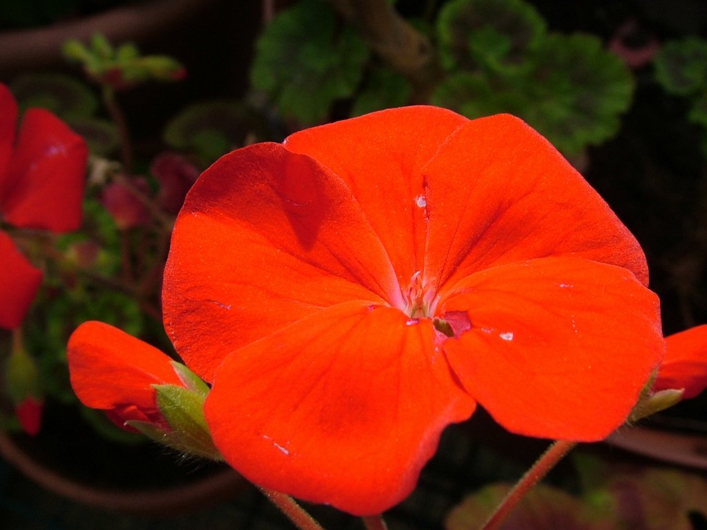 Red-Geranium.JPG