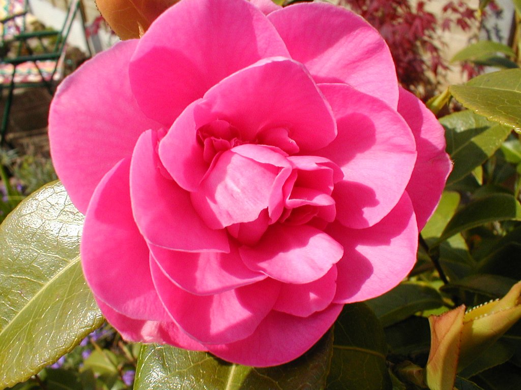 Pink-Camelia.JPG