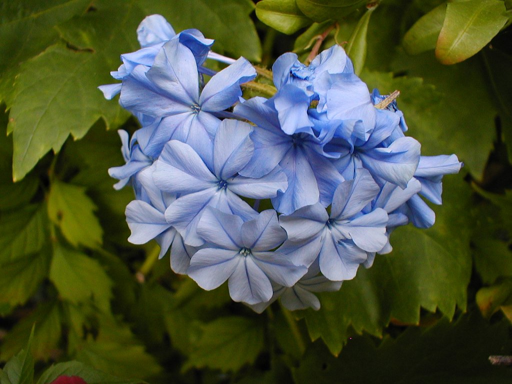 Plumbago.JPG