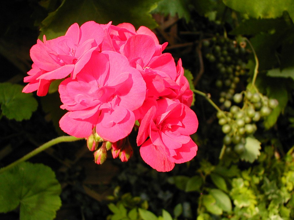 Pink-Geranium-2.JPG