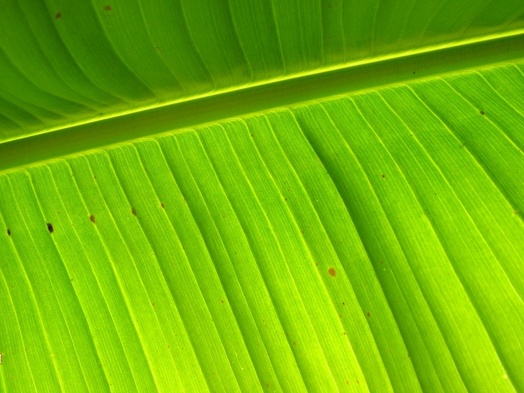 Banana-Leaf.JPG