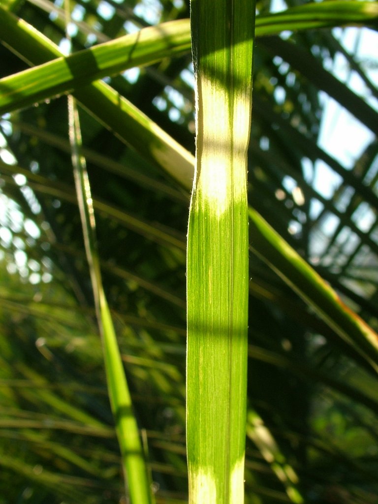 Zebra-Leaf.JPG