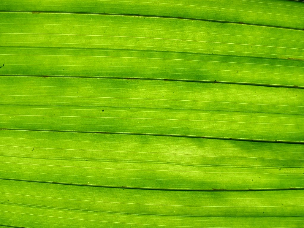 Backlit-Leaf-Aus.JPG