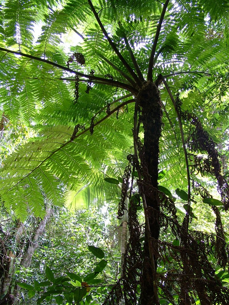 Rainforest-Aus.JPG