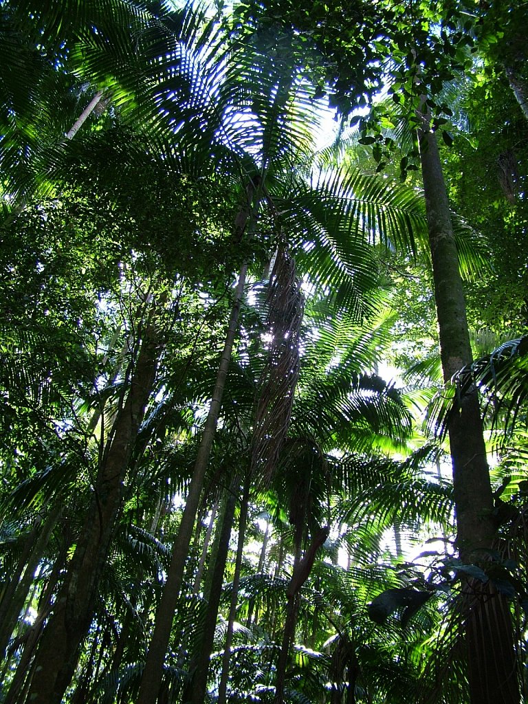 Rain-Forest-Brisbane.JPG