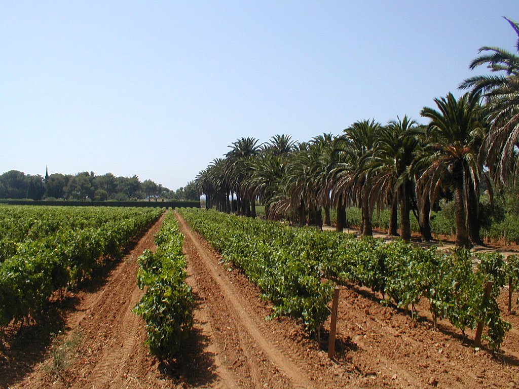 Palms-Vineyard-Provence.JPG