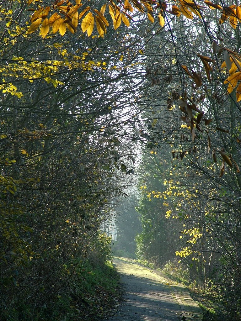 Woodland-Path-Stapenhill.JPG