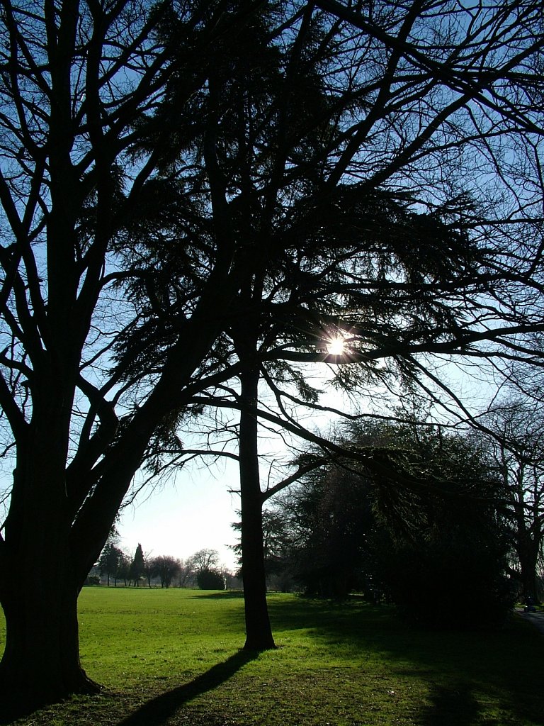 Dark-Trees-Stapenhill.JPG