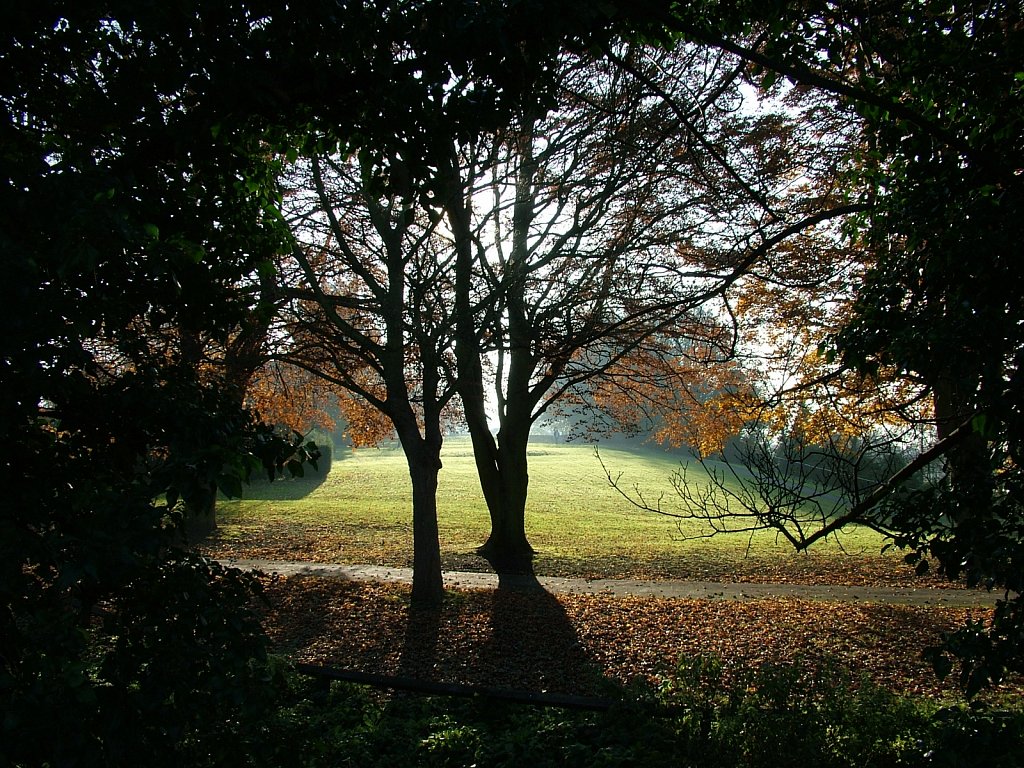 Sunny-Autumn-Trees-Stapenhill.JPG