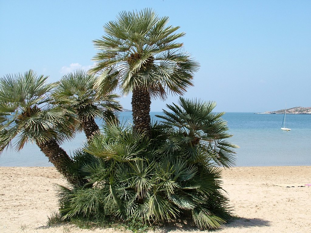 Beach-Palm-La-Manga.JPG