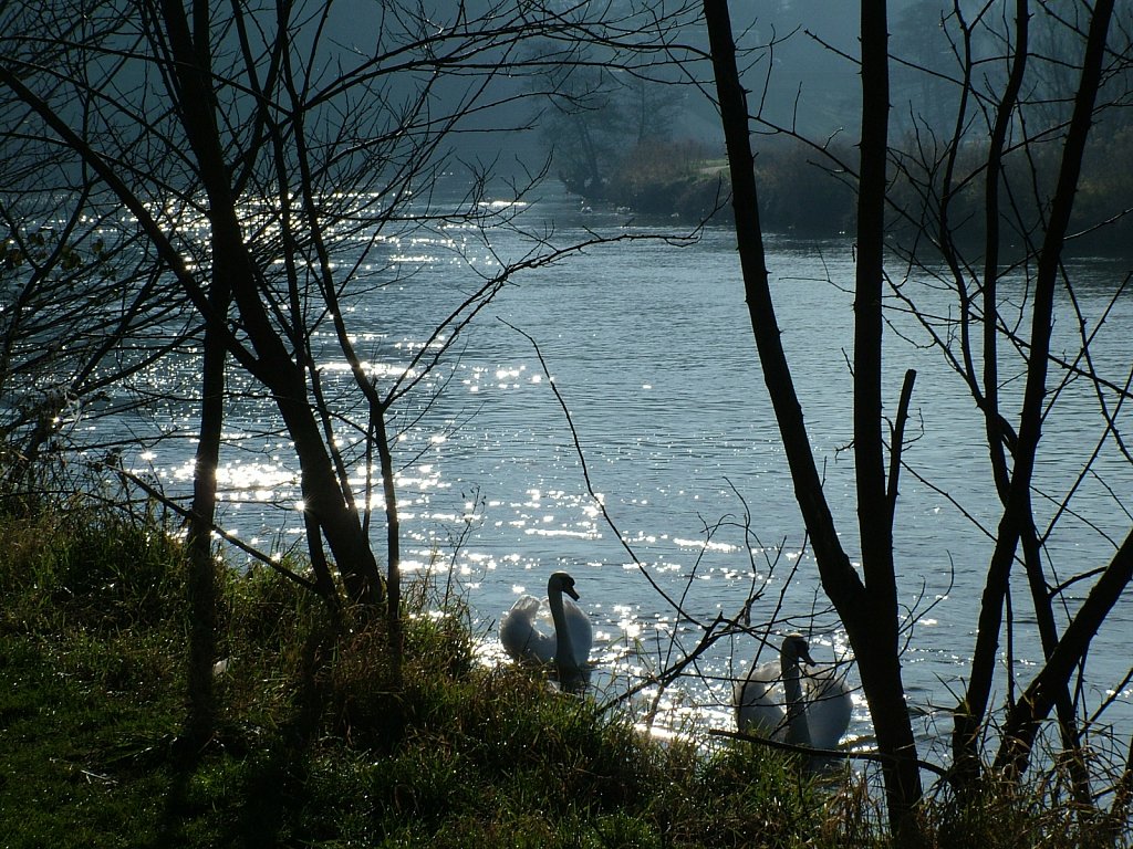 Swans-on-River-Trent-Feb-9th-2008.JPG