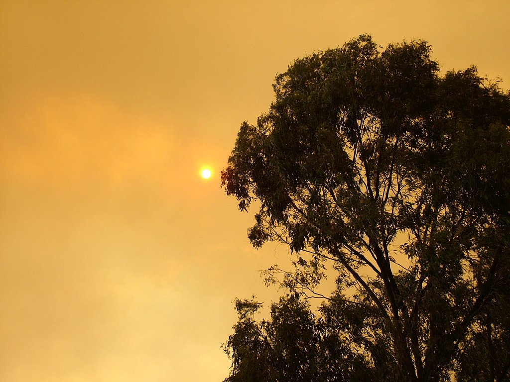 Blue Mountain Bushfires