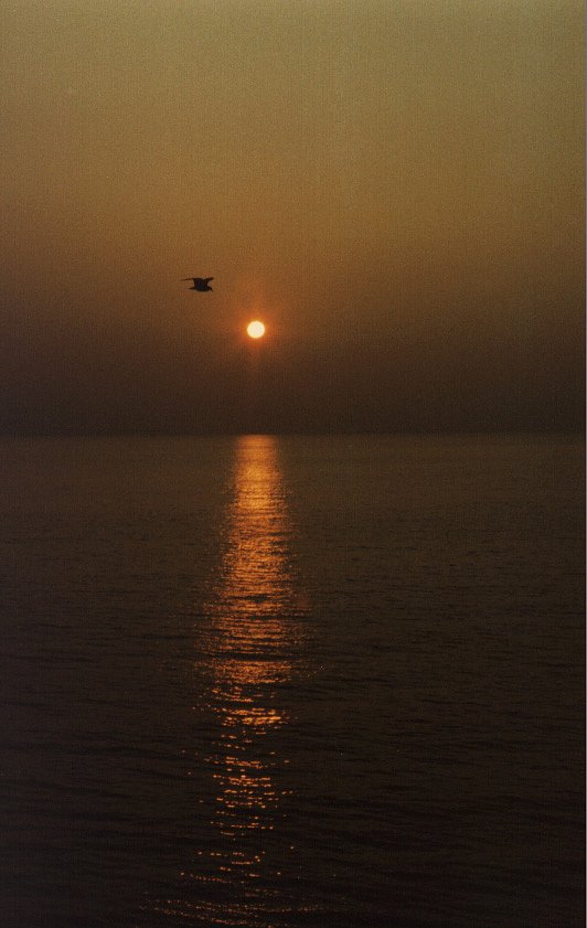 Seagull-Sunset.JPG