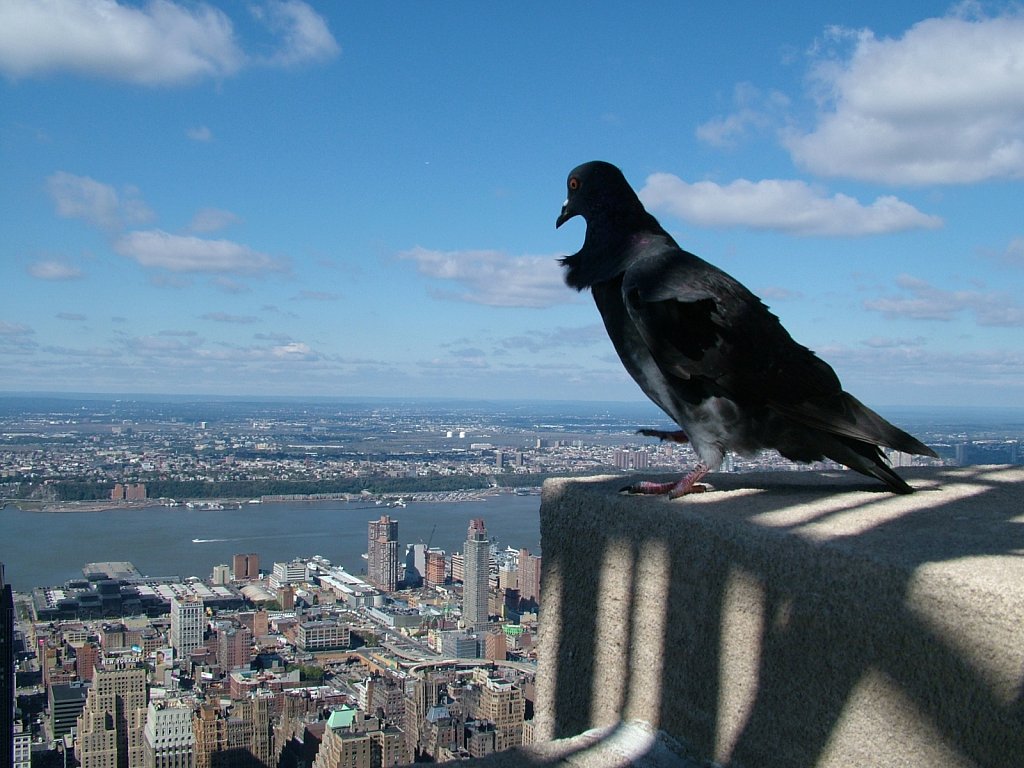 Empire-State-Pigeon-NY.JPG