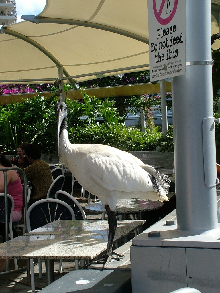 Dont-Feed-The-Ibis.JPG