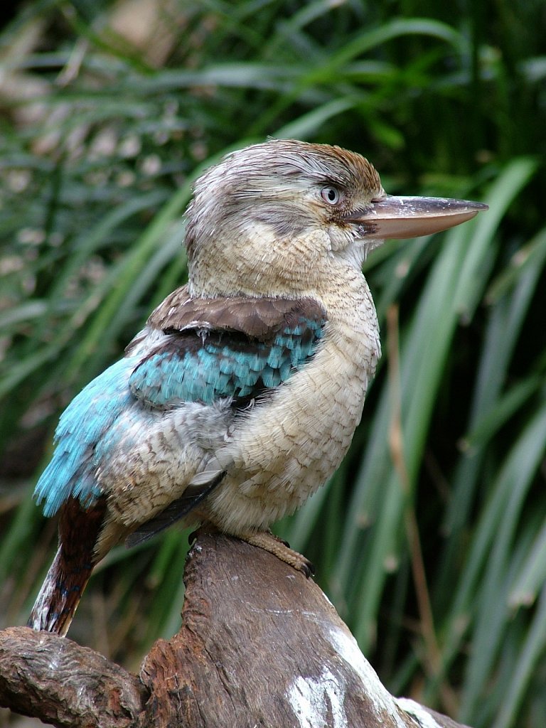 Kookaburra.JPG