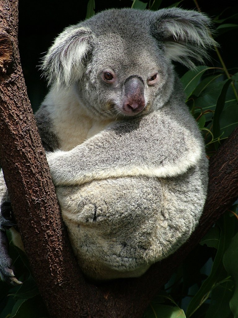 Koala-2.JPG