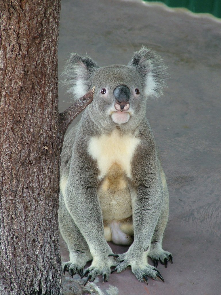 Koala-1.JPG