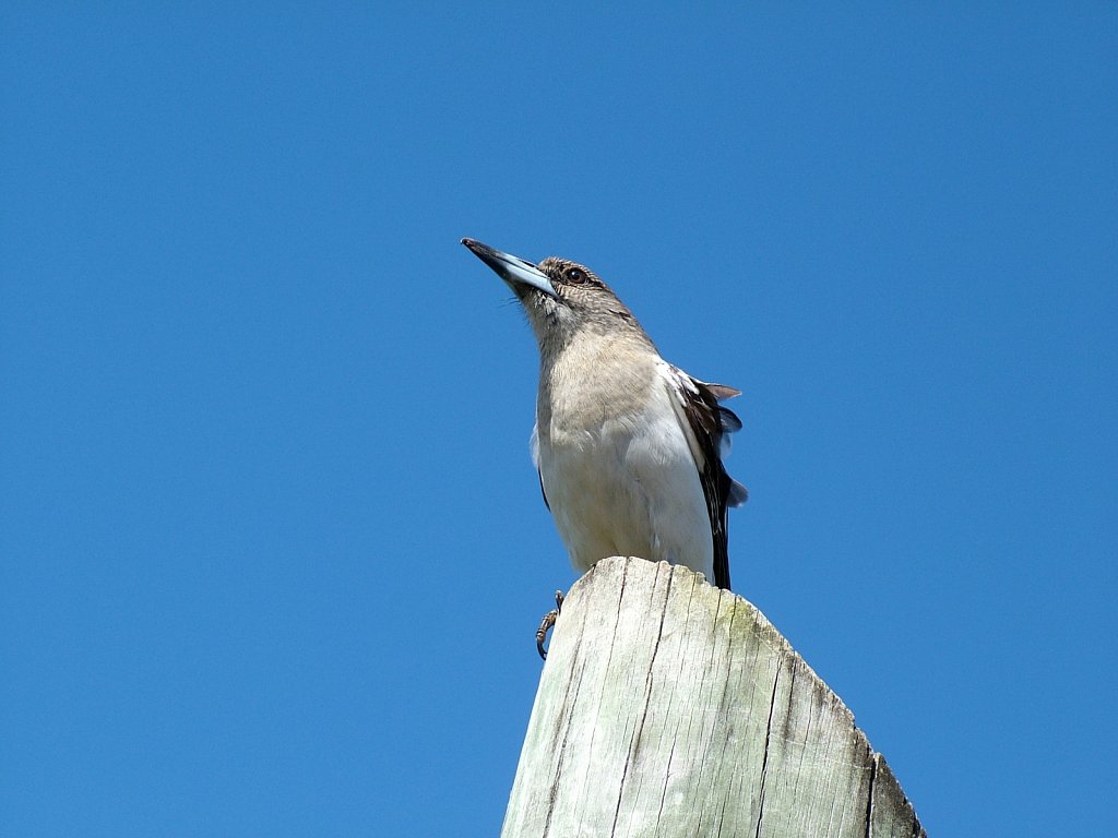 Young-Butcher-Bird-on-post.JPG