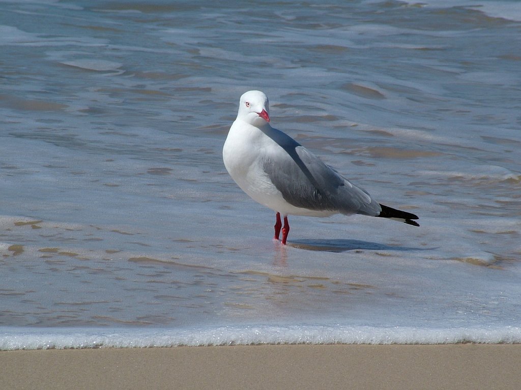 Gull.JPG