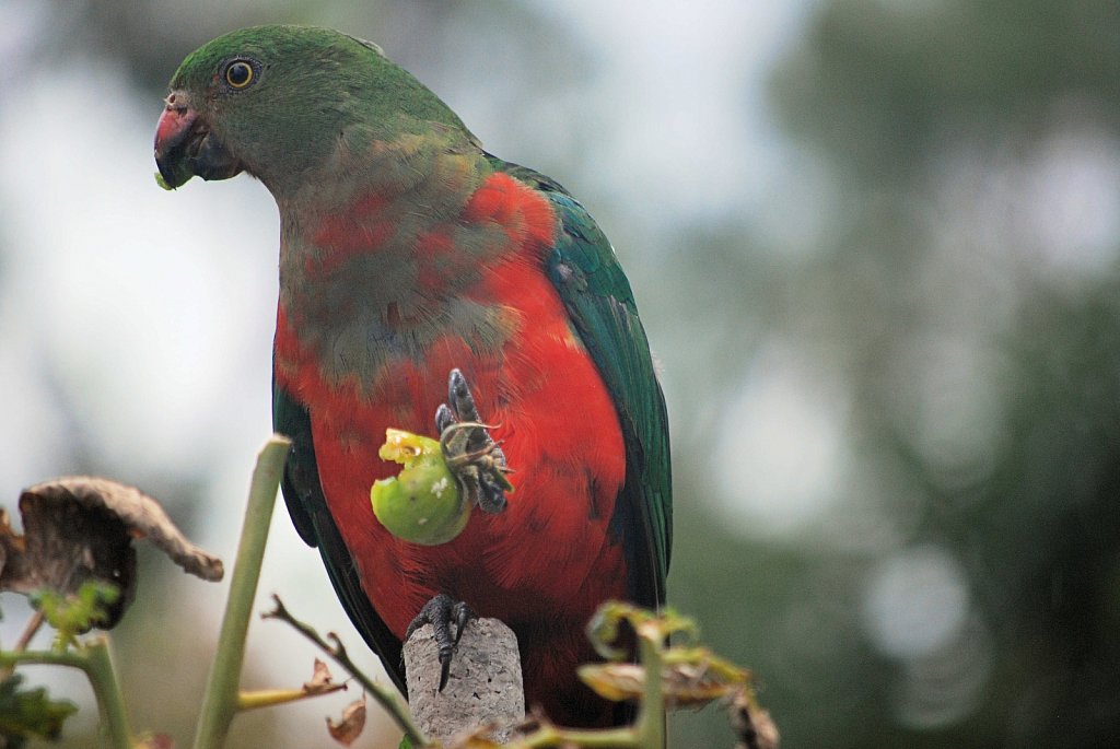 King-Parrot.JPG