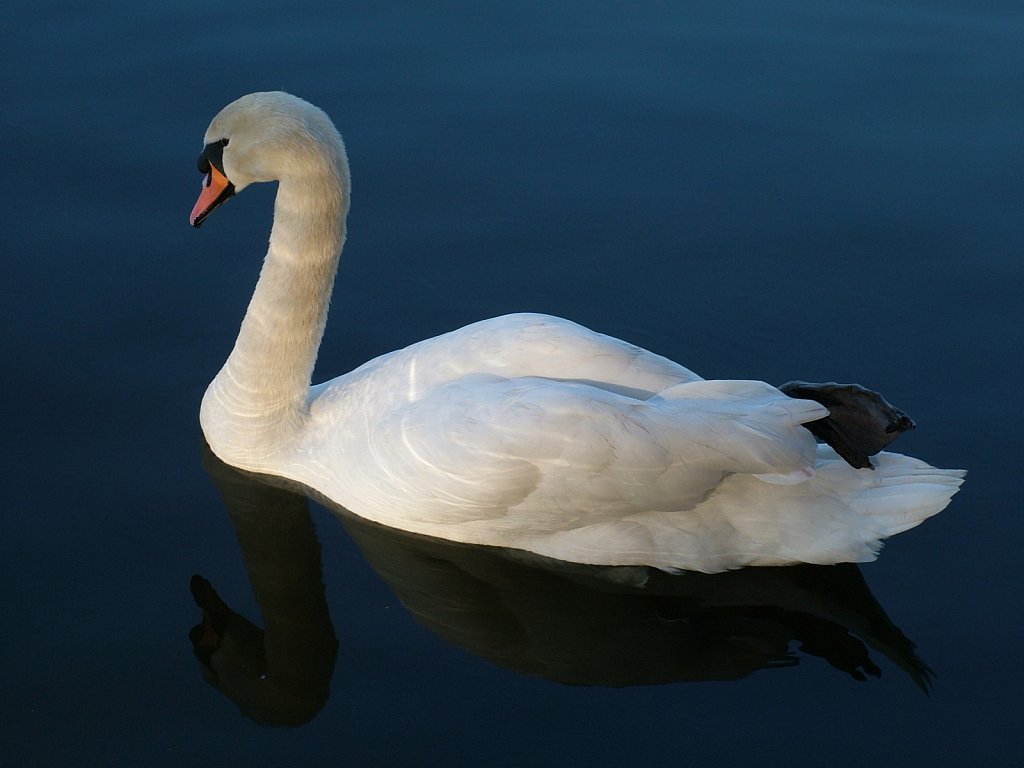 Trent-Swan.JPG