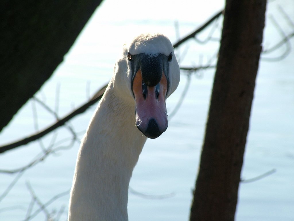 Swan-Face.JPG