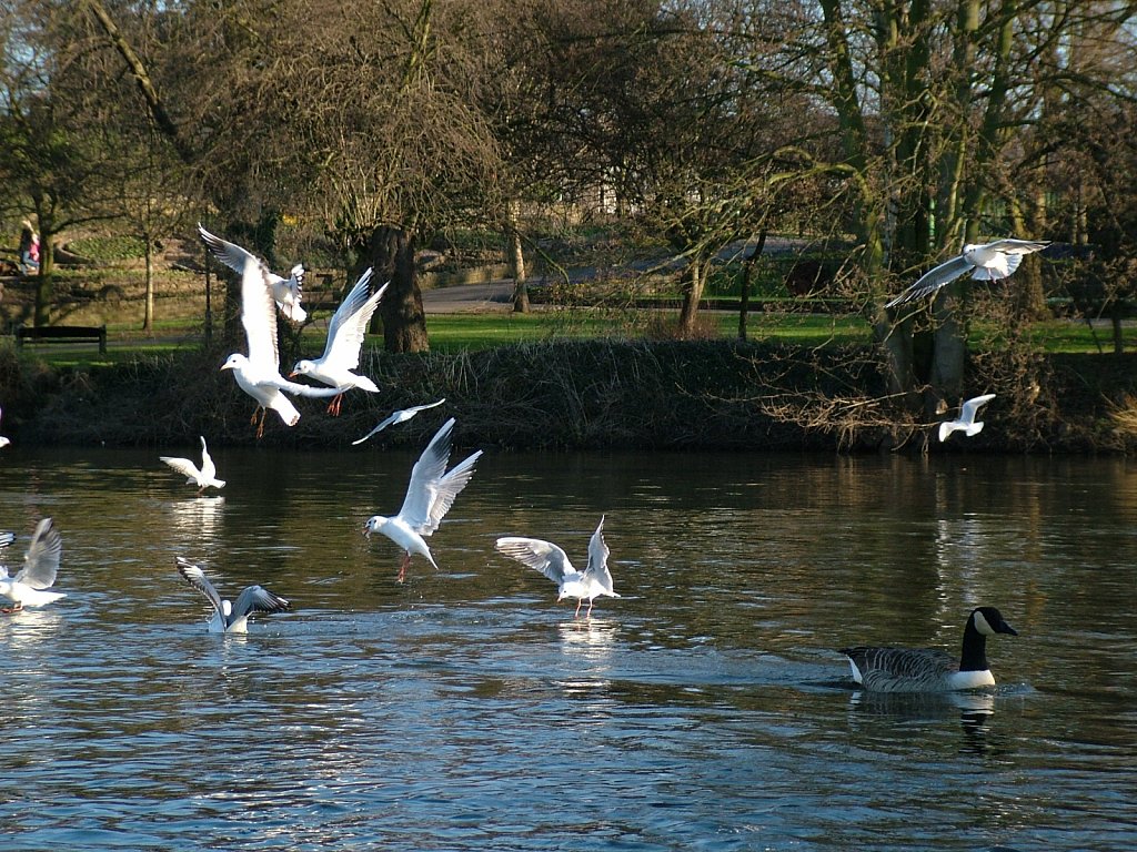 Fighting-Gulls.JPG