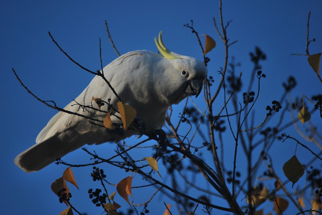 Cockatoo.JPG