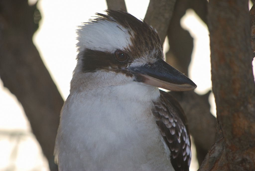 Kookaburra-1.JPG