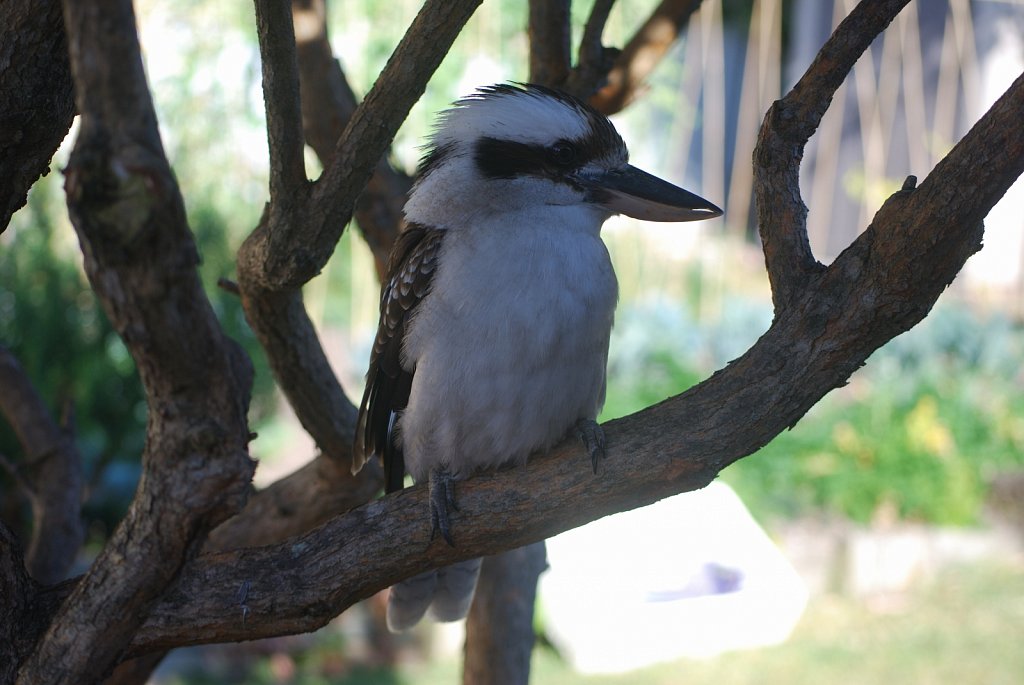 Kookaburra-2.JPG