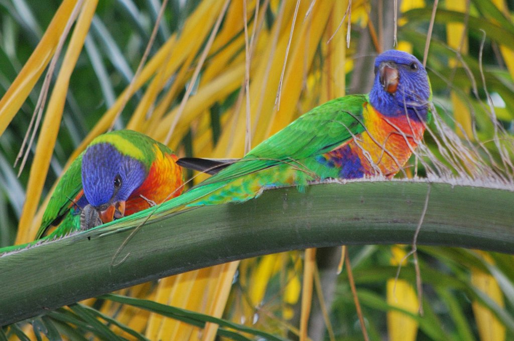 2-Lorrakeets-back-garden.jpg