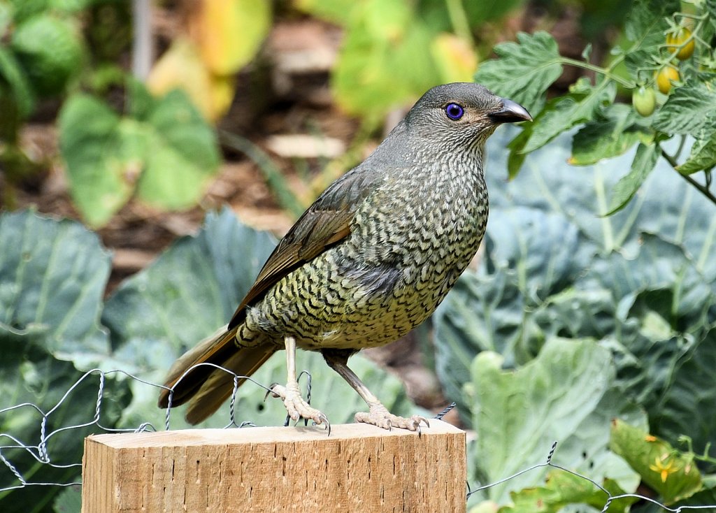 Satin-Bowerbird-Female-1.jpg