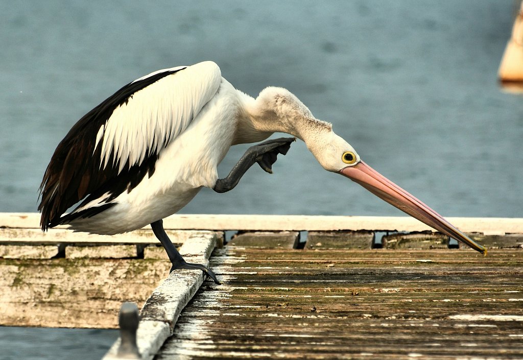 Scratching-Pelican.jpg