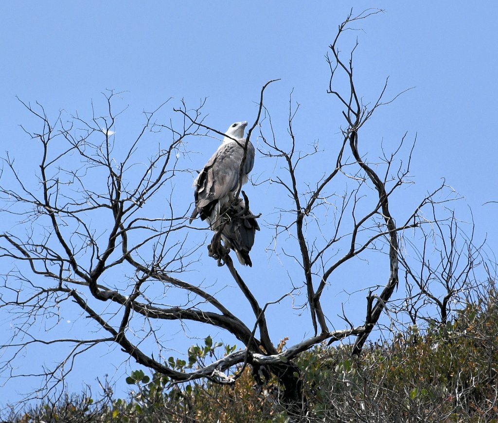 White-bellied-Sea-Eagles-03.JPG