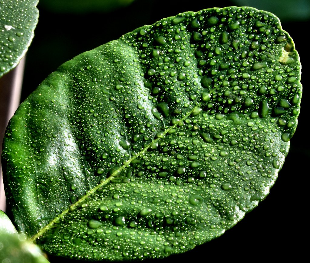 Citrus-Leaf-2.jpg